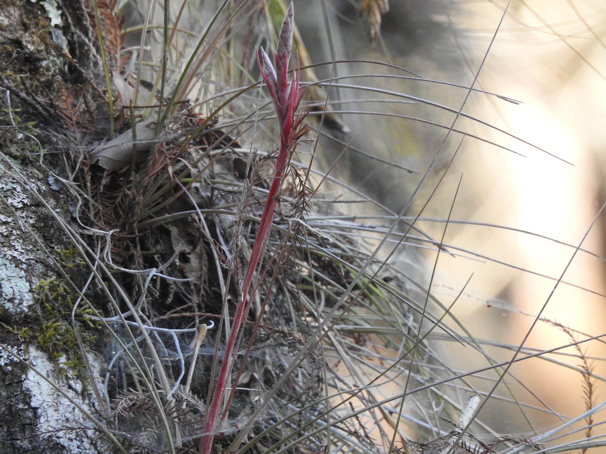 Tillandsia bartramii Elliott的圖片