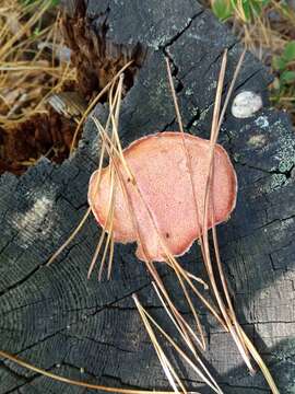 Image of Rhodonia placenta (Fr.) Niemelä, K. H. Larss. & Schigel 2005