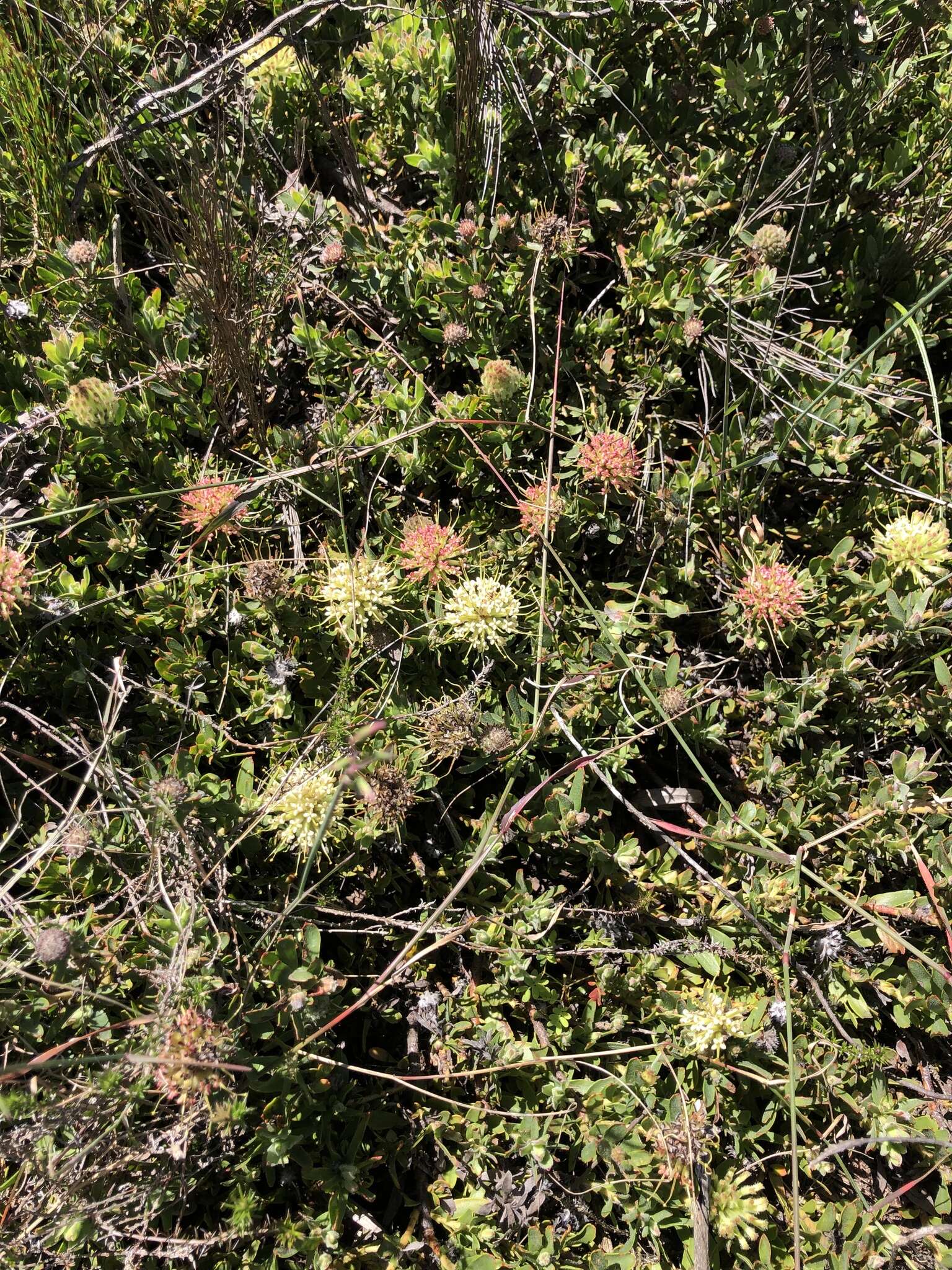 Plancia ëd Leucospermum heterophyllum (Thunb.) Rourke