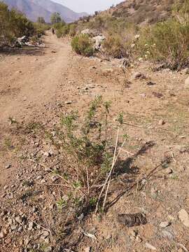 Image of Baccharis paniculata DC.