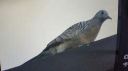 Image of Zebra Dove