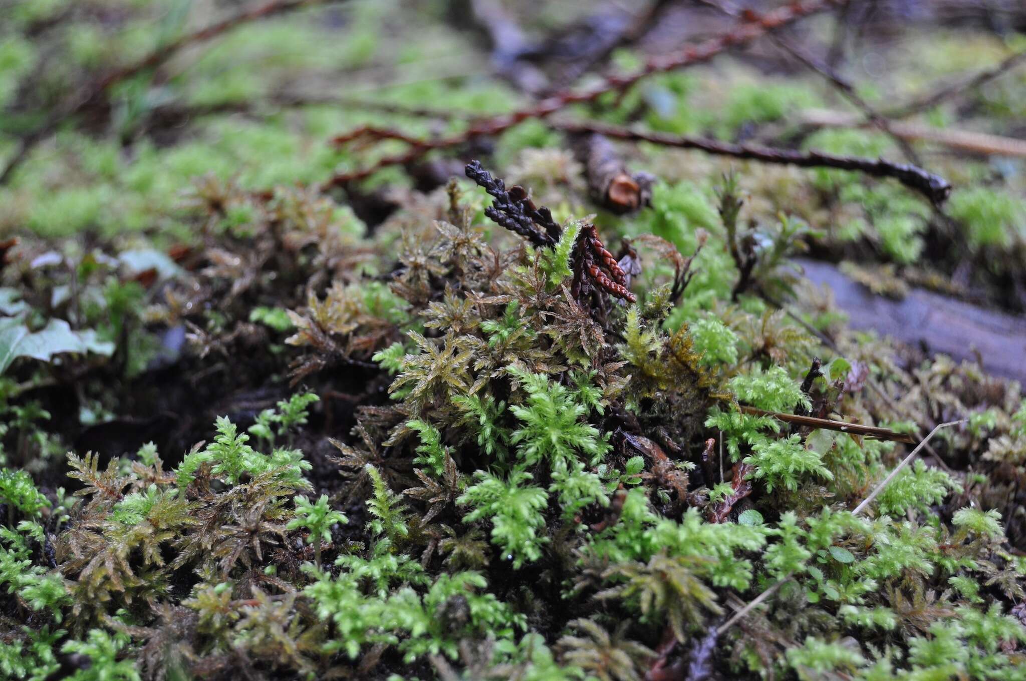 Image of leucolepis umbrella moss