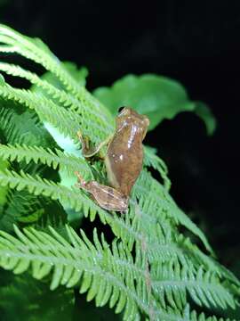 Image de Rhacophorus subansiriensis Mathew & Sen 2009