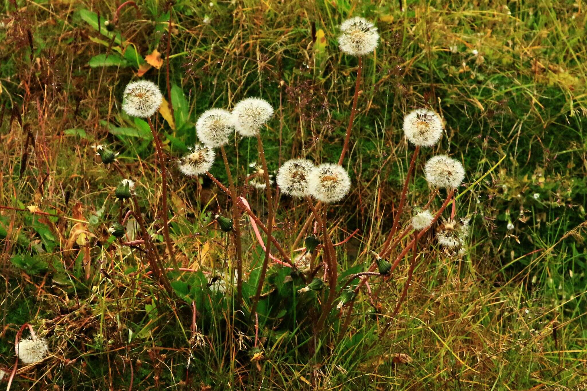 Image of Taraxacum arcticum (Trautv.) Dahlst.