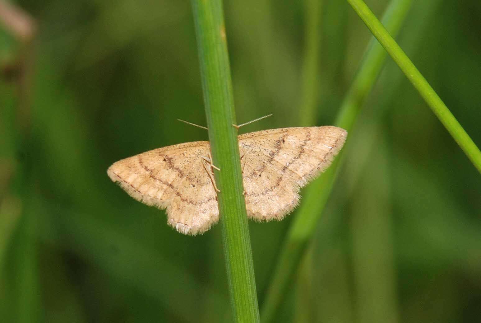 صورة Idaea serpentata Hüfnagel 1767