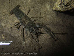 Cambarus tenebrosus Hay 1902的圖片