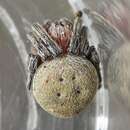 Image of Araneus carchi Levi 1991