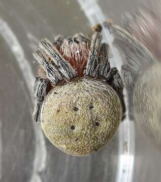 Image of Araneus carchi Levi 1991