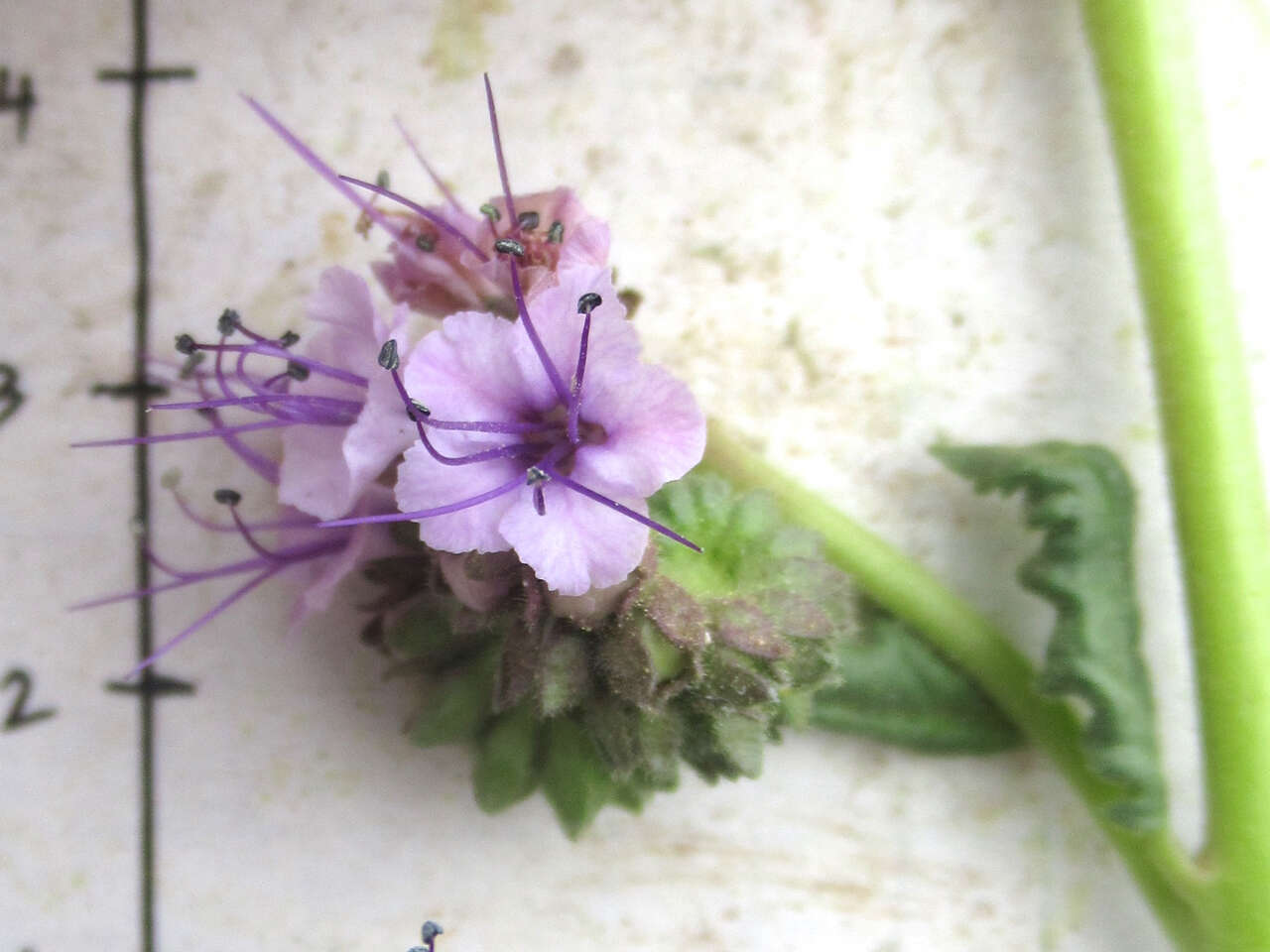 Image of Texan phacelia