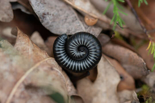 Image of Ommatoiulus rutilans (C. L. Koch 1847)