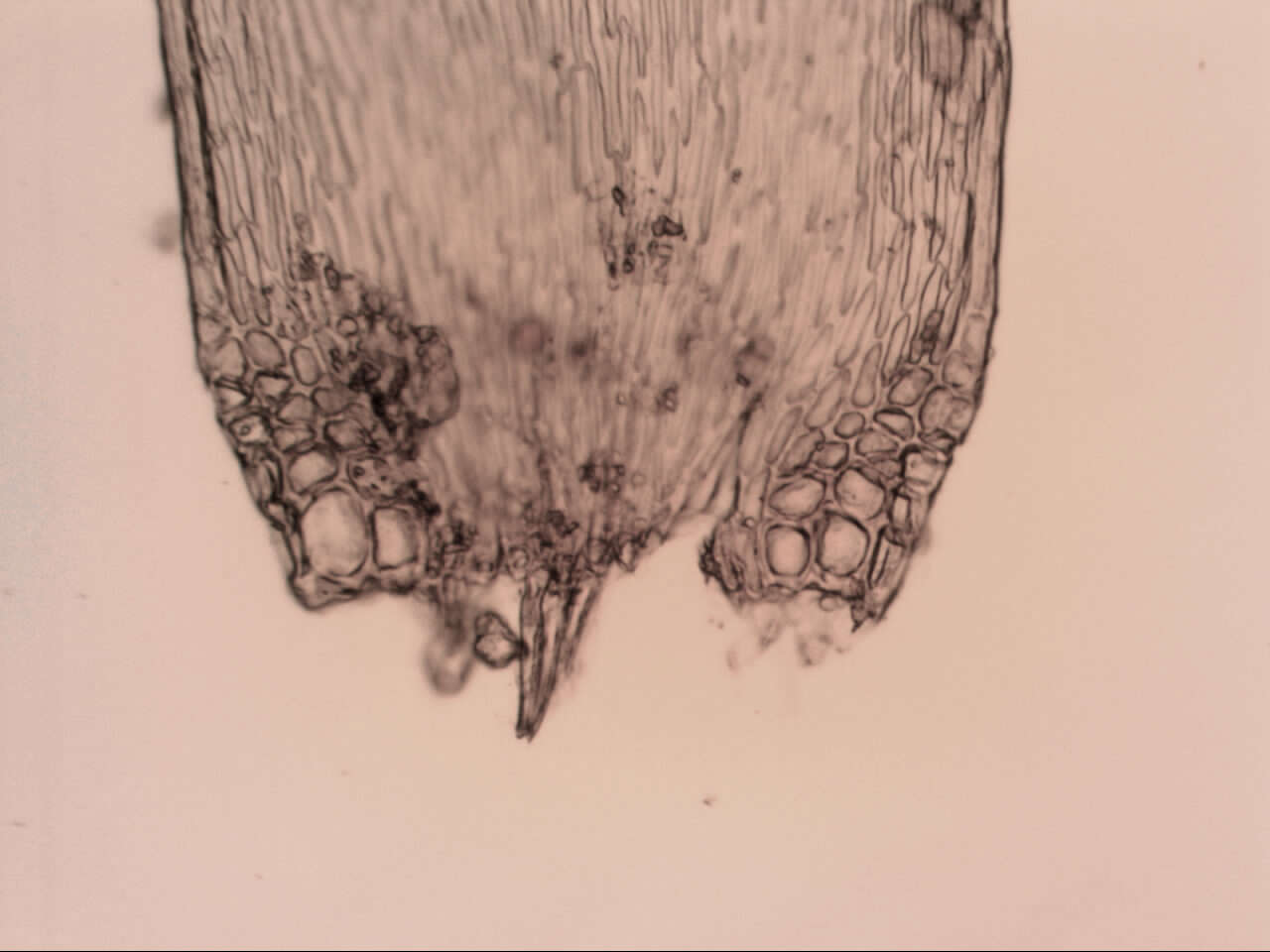 Image of Sematophyllum homomallum Brotherus 1925