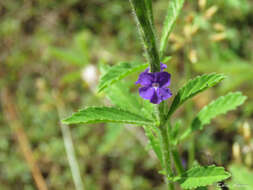 Image de Stachytarpheta lythrophylla Schauer