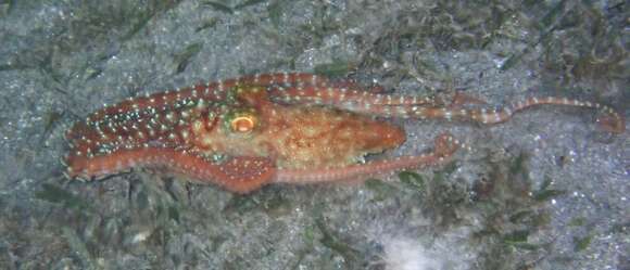 Image of night octopus