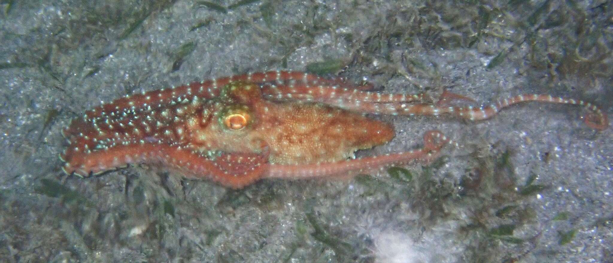 Imagem de Callistoctopus ornatus (Gould 1852)