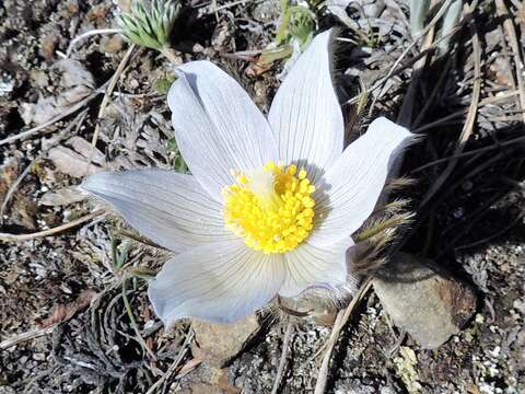 Image of Pulsatilla patens subsp. nuttalliana (DC.) Grey-Wilson