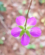 Image of Geranium potentillifolium DC.