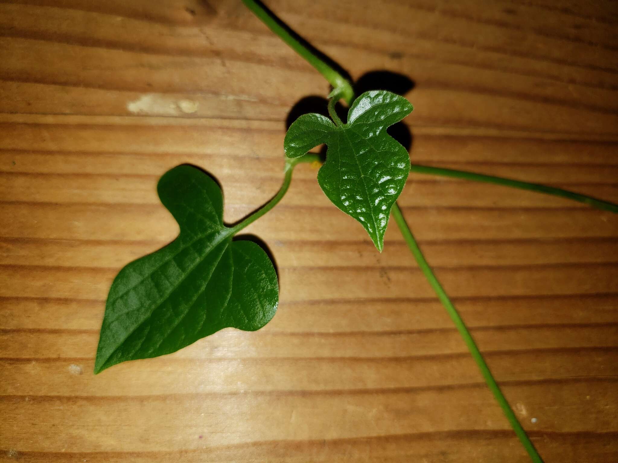 Image de Aristolochia pentandra Jacq.