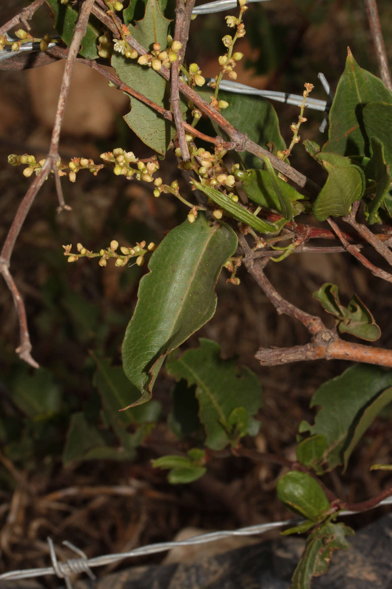 Image de Muehlenbeckia tamnifolia (Kunth) Meisn.