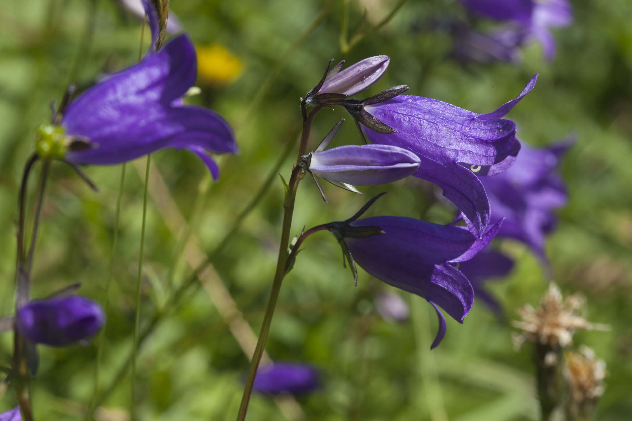 Image of Campanula collina Sims