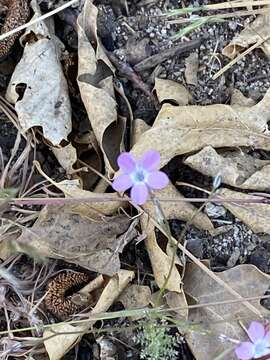 Image of fineflower gilia