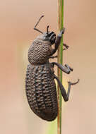 Image of Talaurinus rugifer MacLeay & W. S. 1913