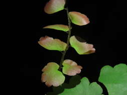 Image of Adiantum soboliferum Wall.