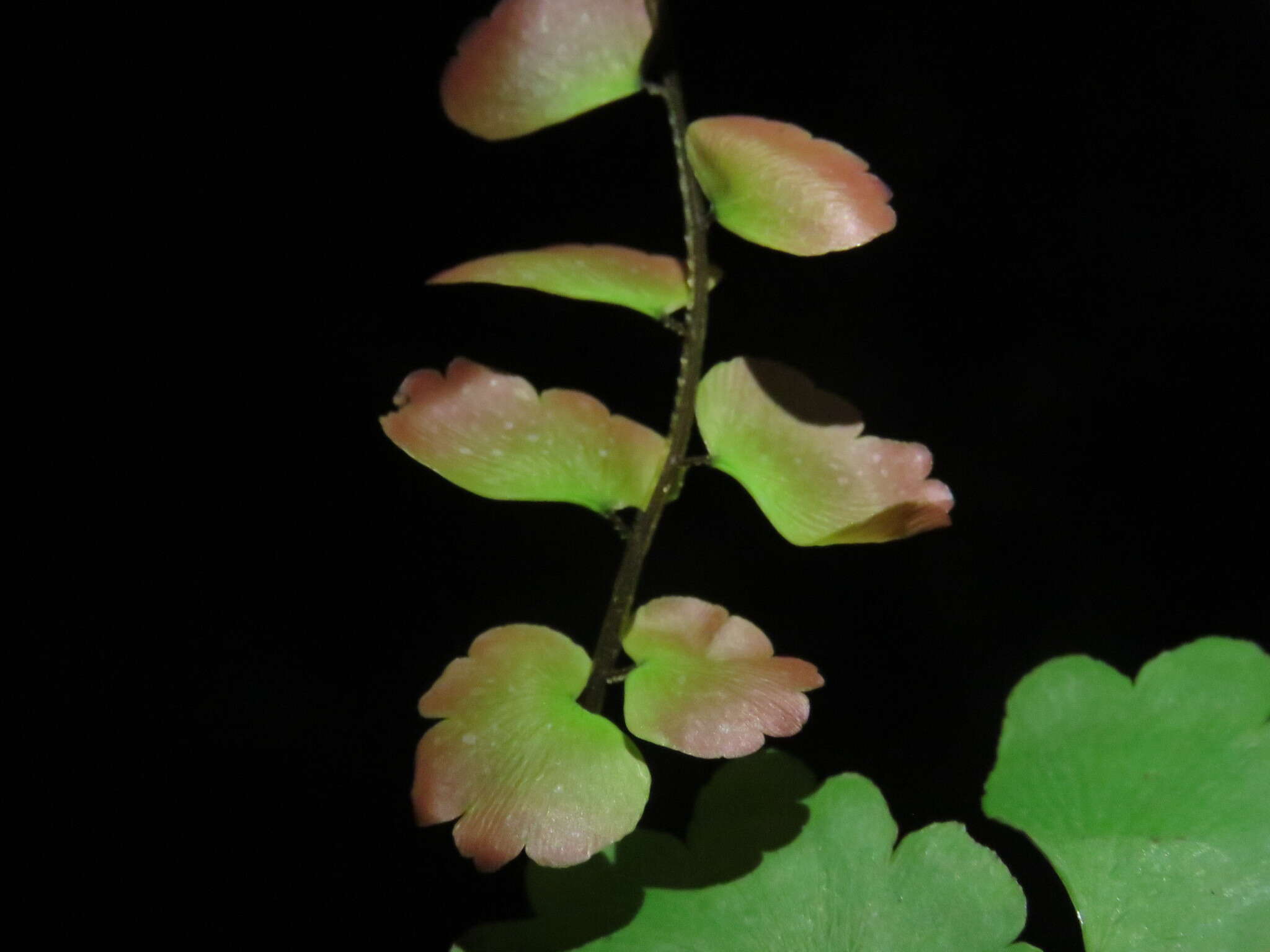 Image of Adiantum soboliferum Wall.