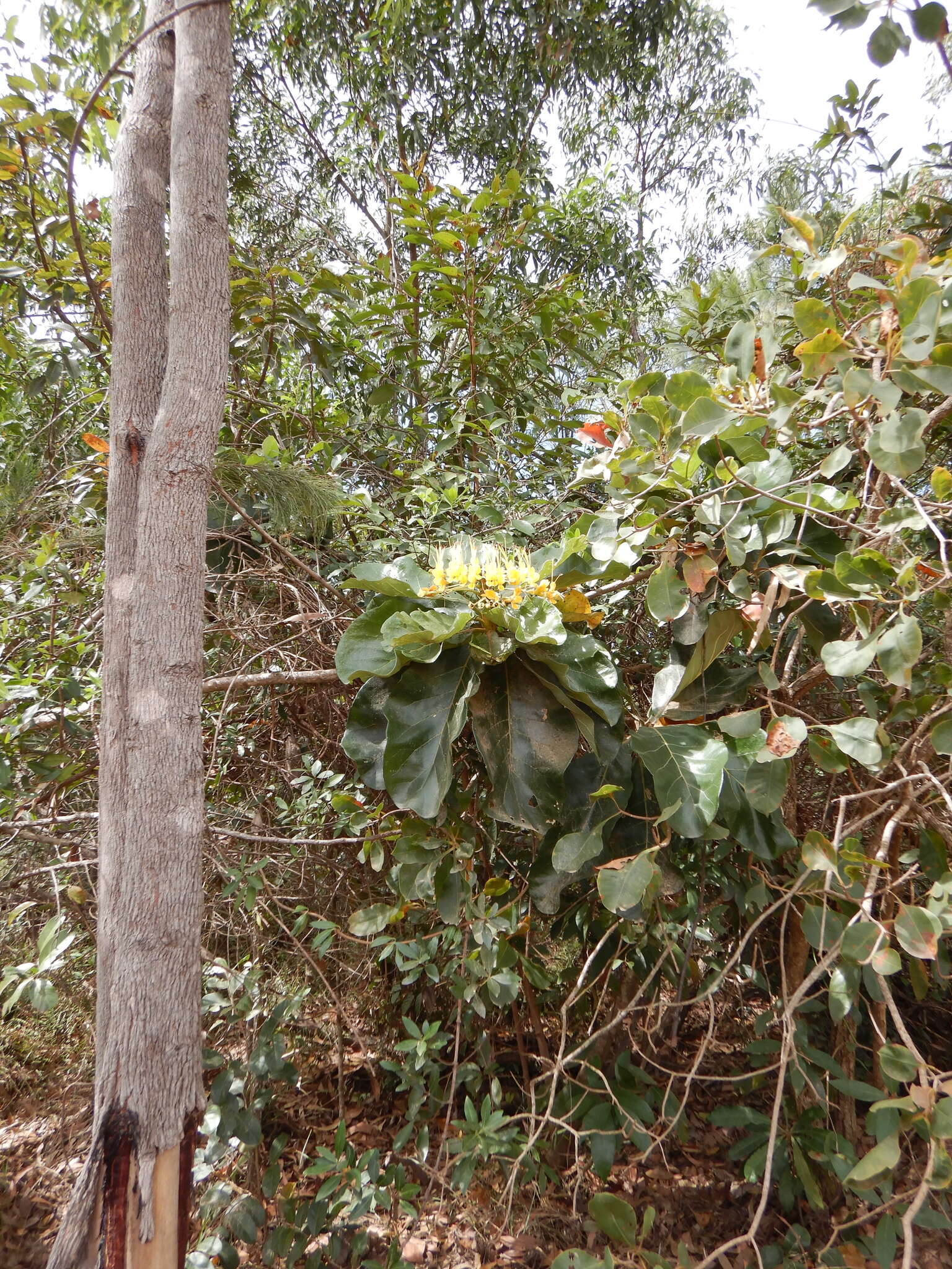 Image of Deplanchea tetraphylla (R. Br.) F. Muell. ex van Steenis