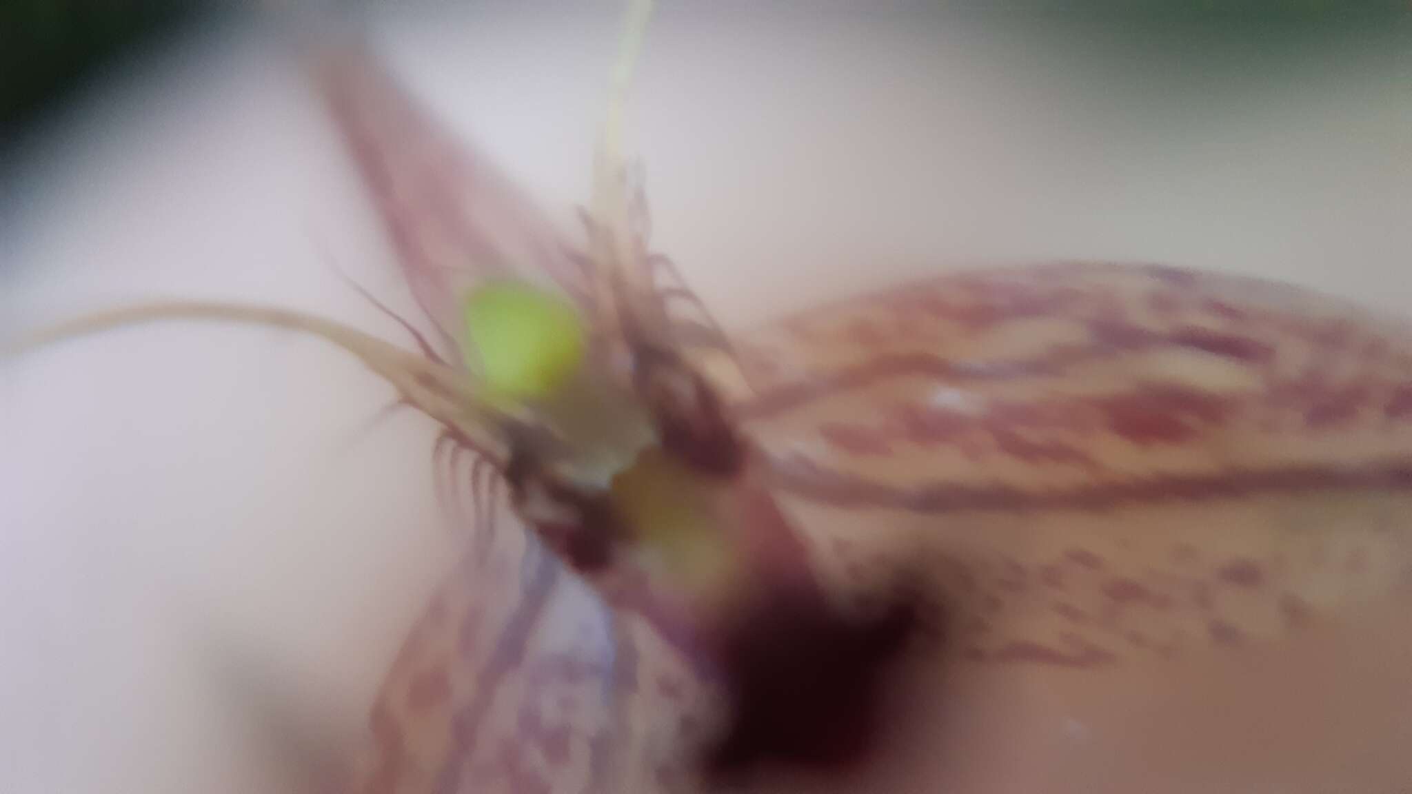 Image of Muscarella furcatipetala (Luer & Hirtz) Luer