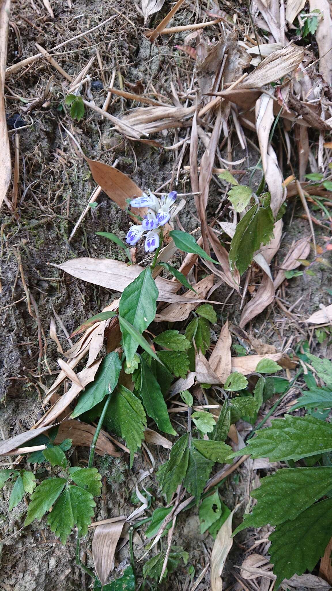 Image of Rungia taiwanensis Yamazaki