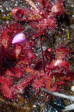 Imagem de Drosera trinervia Spreng.