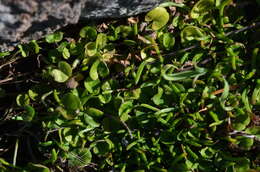 Imagem de Dichondra brevifolia J. Buch.