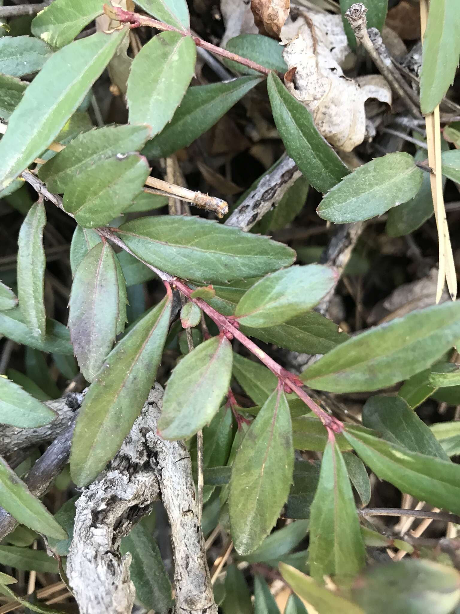 Image of Oregon boxleaf