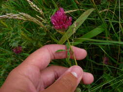 Imagem de Trifolium medium L.