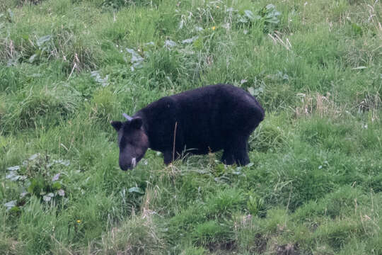 Image de Tapir des Andes