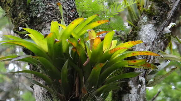 Image of Tillandsia multicaulis Steud.