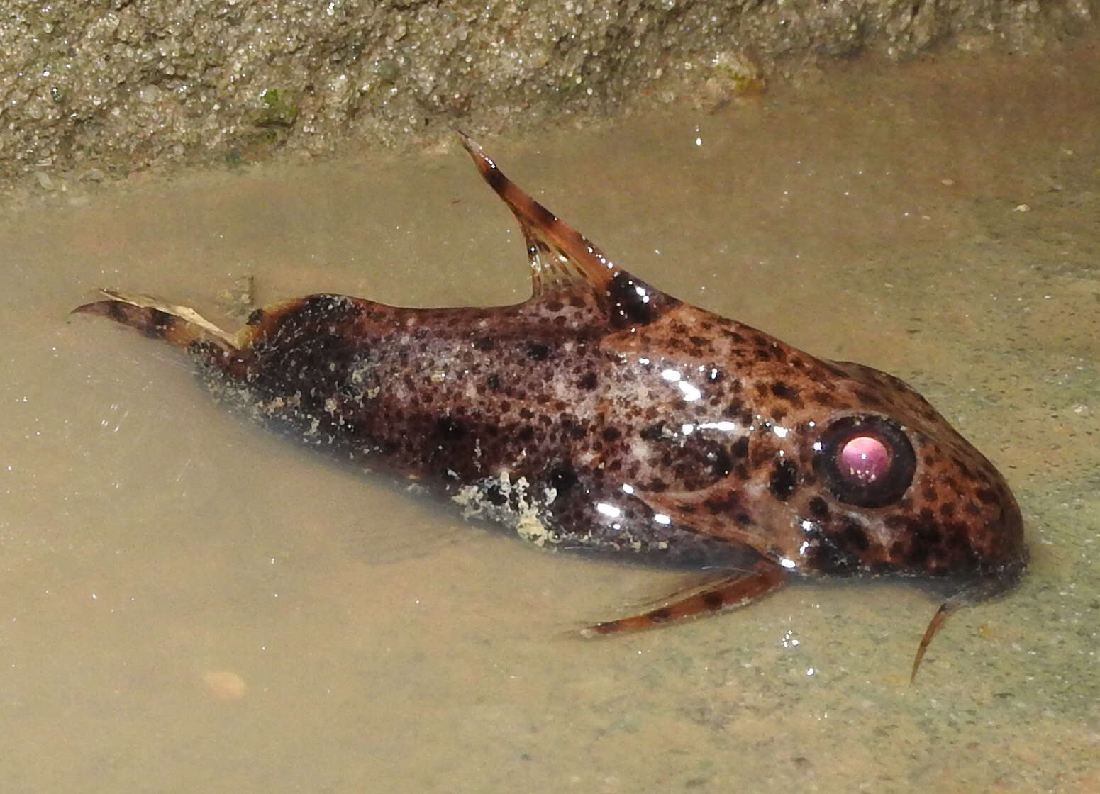 Image of Back-swimming Congo Catfish
