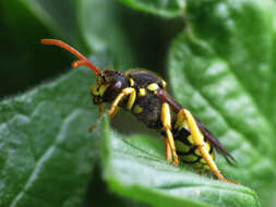 Image of Nomada succincta Panzer 1798