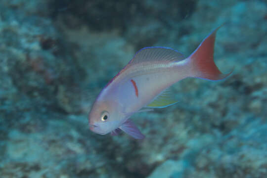 Image of Red-bar anthias