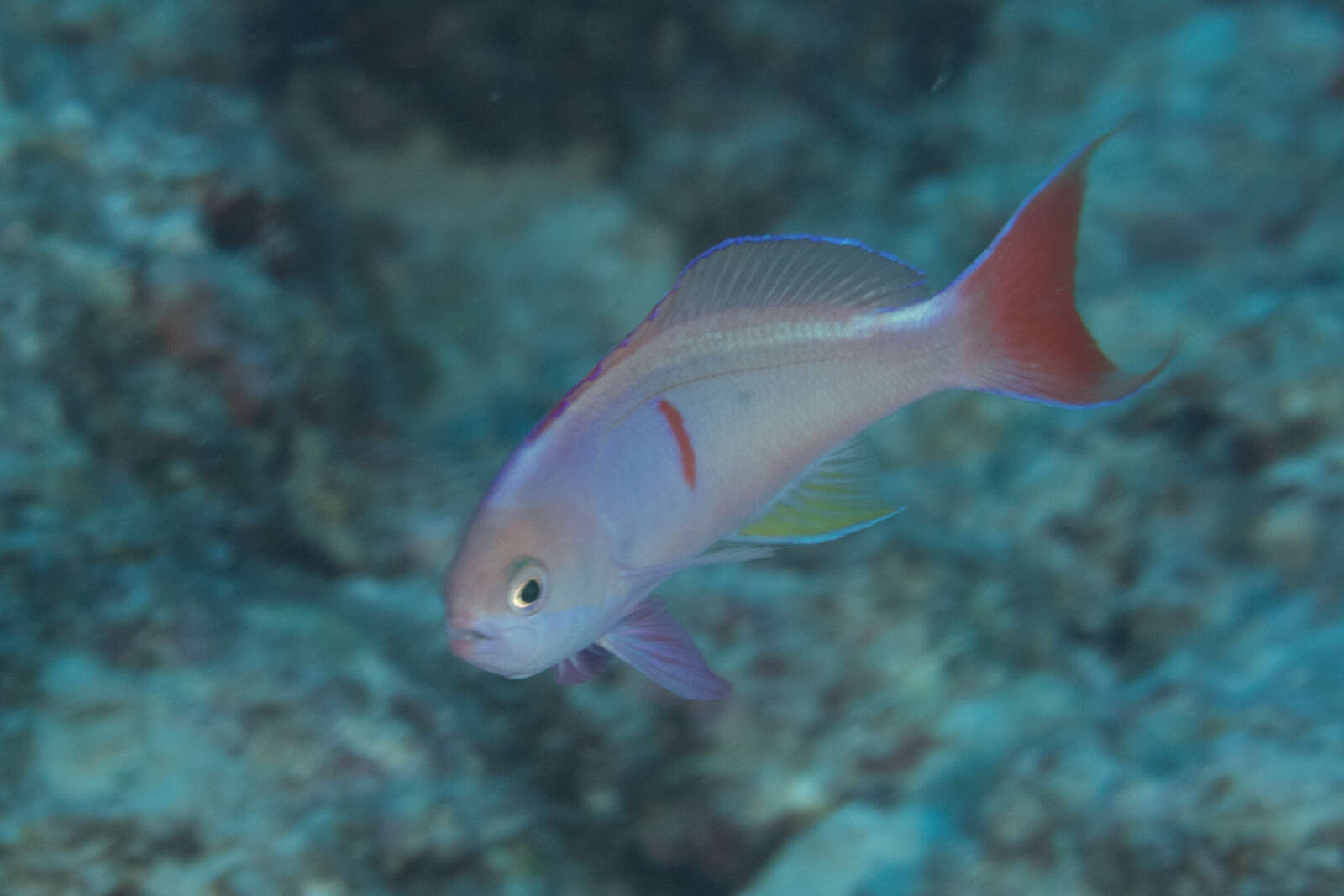 Image of Red-bar anthias