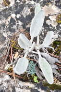 Image of Phlomis crinita Cav.