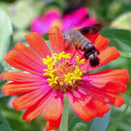 Image of Macroglossum gyrans Walker 1856