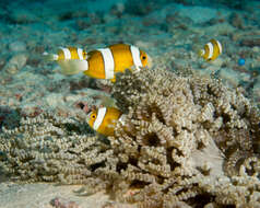 Plancia ëd Amphiprion clarkii (Bennett 1830)