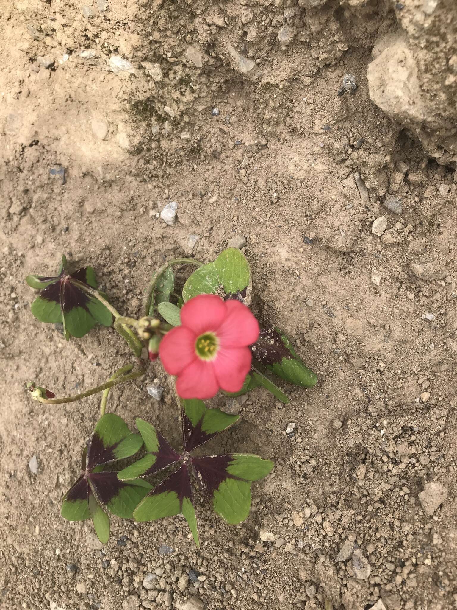 Image of Four-leaved Sorrel