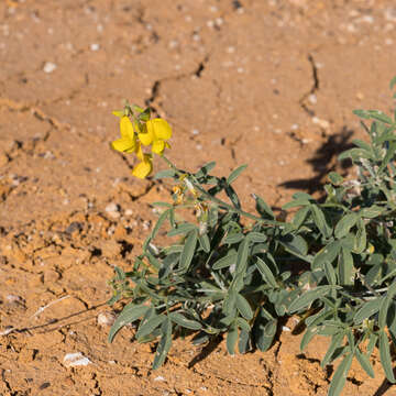 Image of Crotalaria dissitiflora Benth.