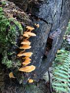 Image de Chrysomphalina aurantiaca (Peck) Redhead 1987