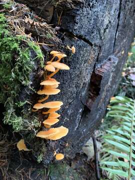 Image of Chrysomphalina aurantiaca (Peck) Redhead 1987