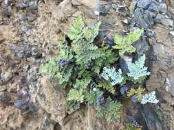 Image of California cloak fern