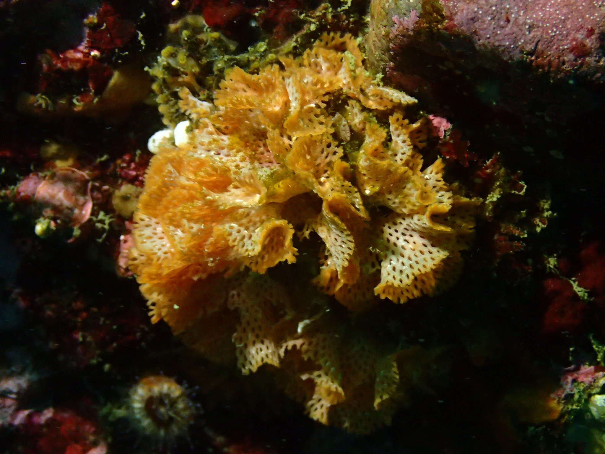 Image of Phidolopora pacifica (Robertson 1908)