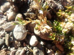 Image of Stellaria longipes subsp. longipes